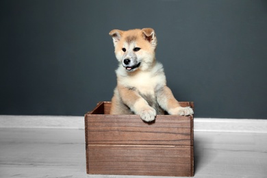 Photo of Adorable Akita Inu puppy in wooden crate near black wall