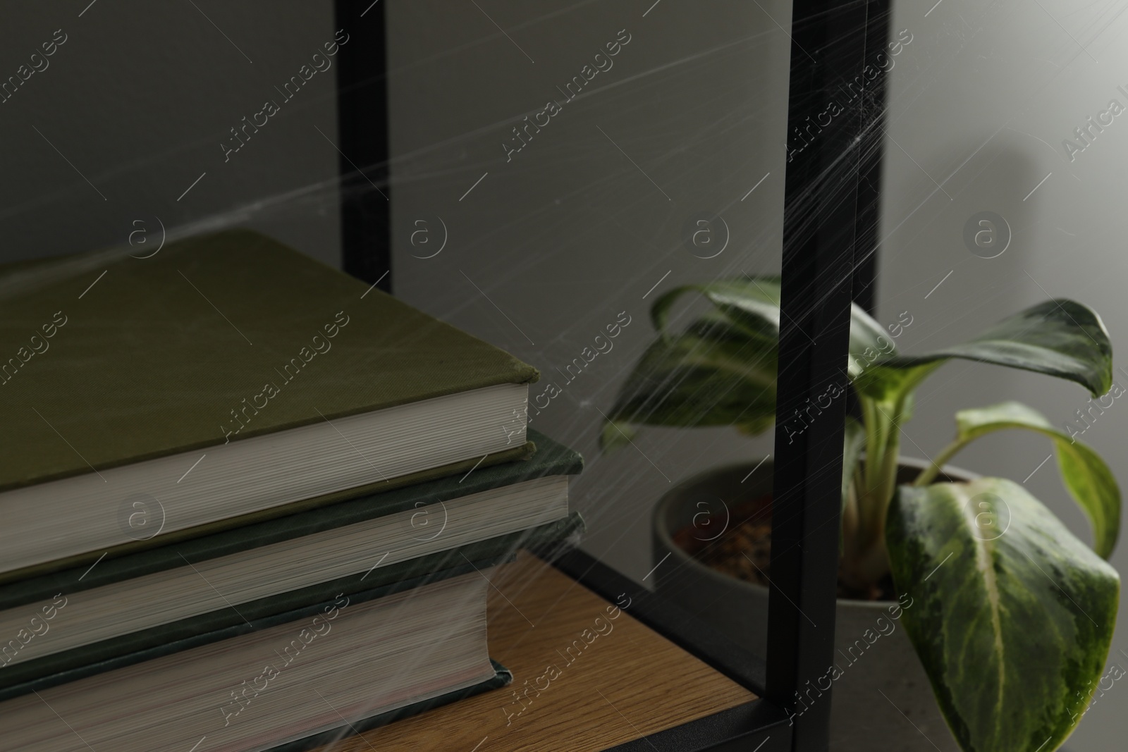 Photo of Cobweb and books on rack indoors, closeup