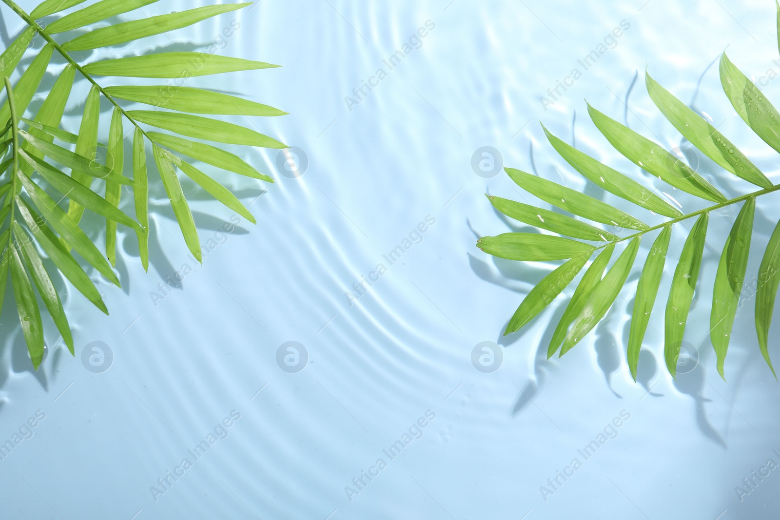 Photo of Palm leaves in water on light blue background, flat lay. Space for text