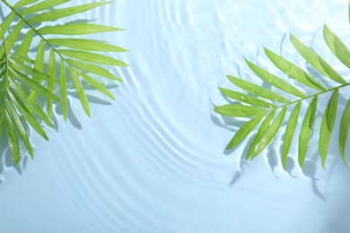 Palm leaves in water on light blue background, flat lay. Space for text