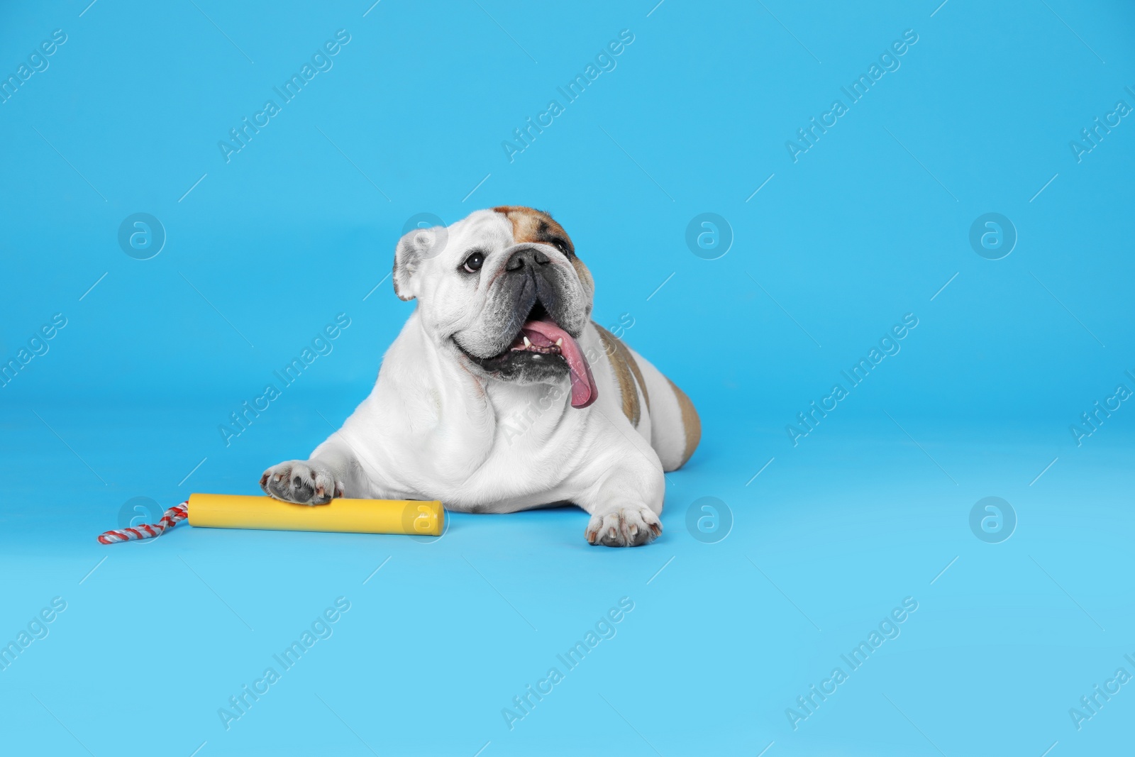 Photo of Adorable funny English bulldog with toy on light blue background. Space for text