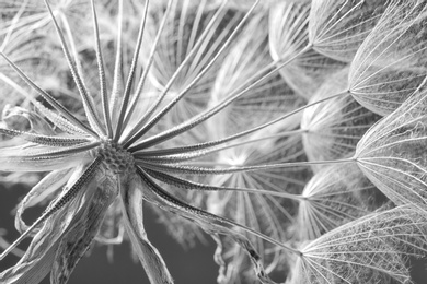 Photo of Dandelion seed head on grey background, close up. Black and white effect