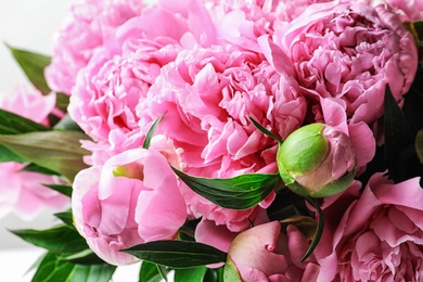 Photo of Beautiful fragrant peony flowers, closeup