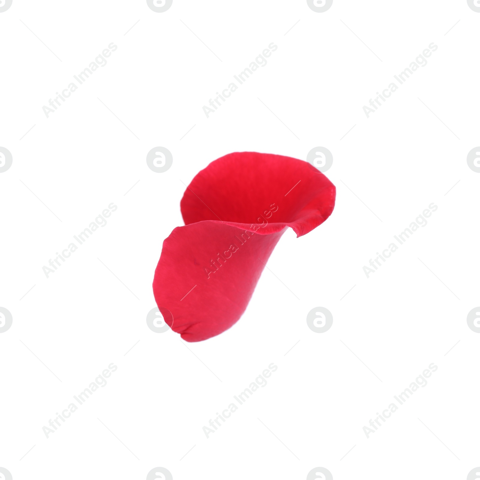 Photo of Tender red rose petal isolated on white