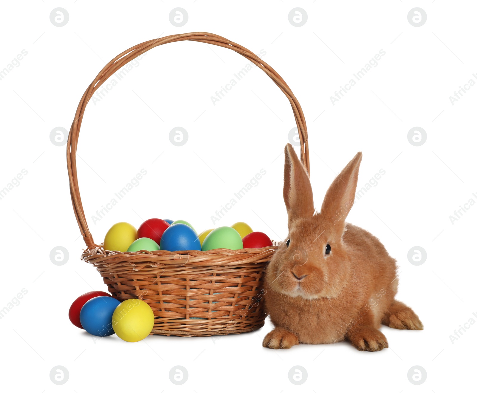 Photo of Adorable furry Easter bunny near wicker basket with dyed eggs on white background