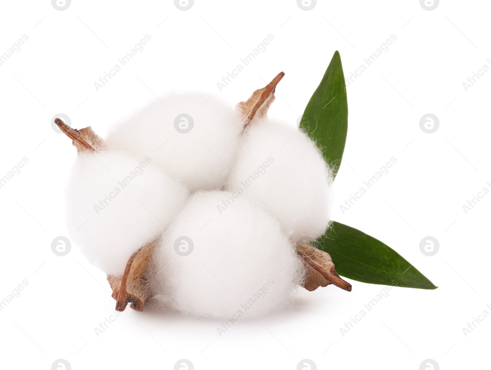 Photo of Beautiful fluffy cotton flower isolated on white