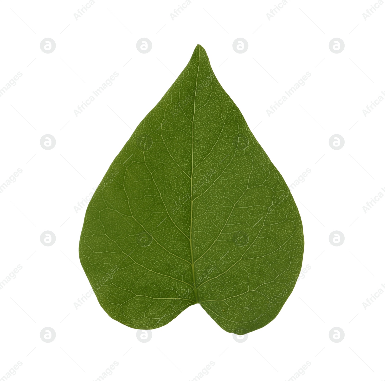 Photo of Leaf of sacred fig tree isolated on white. Buddhism concept