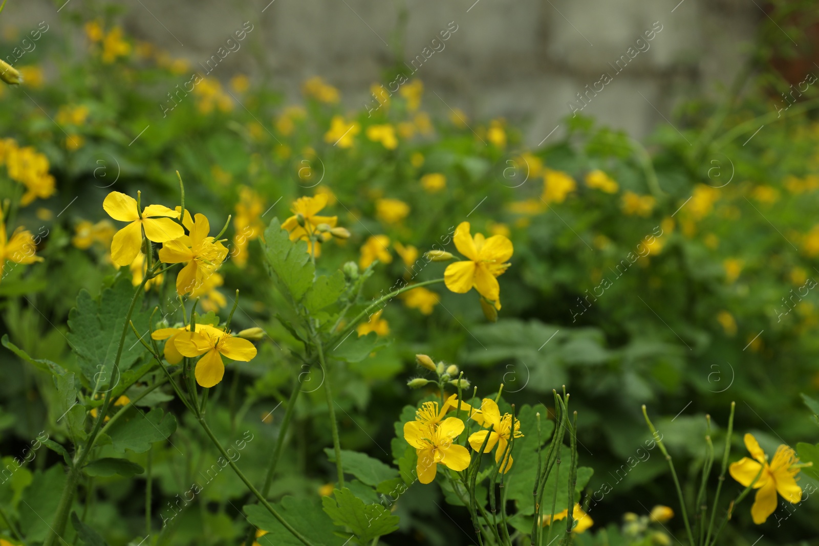 Photo of Celandine with yellow flowers and green leaves outdoors, closeup