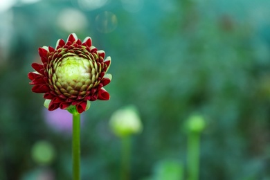 Beautiful blooming deep red dahlia flower in green garden, space for text