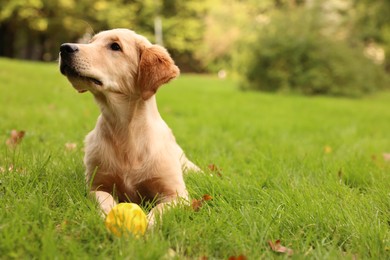 Cute Labrador Retriever puppy playing with ball on green grass in park, space for text