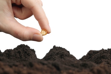 Woman putting corn seed into fertile soil against white background, closeup. Vegetable planting
