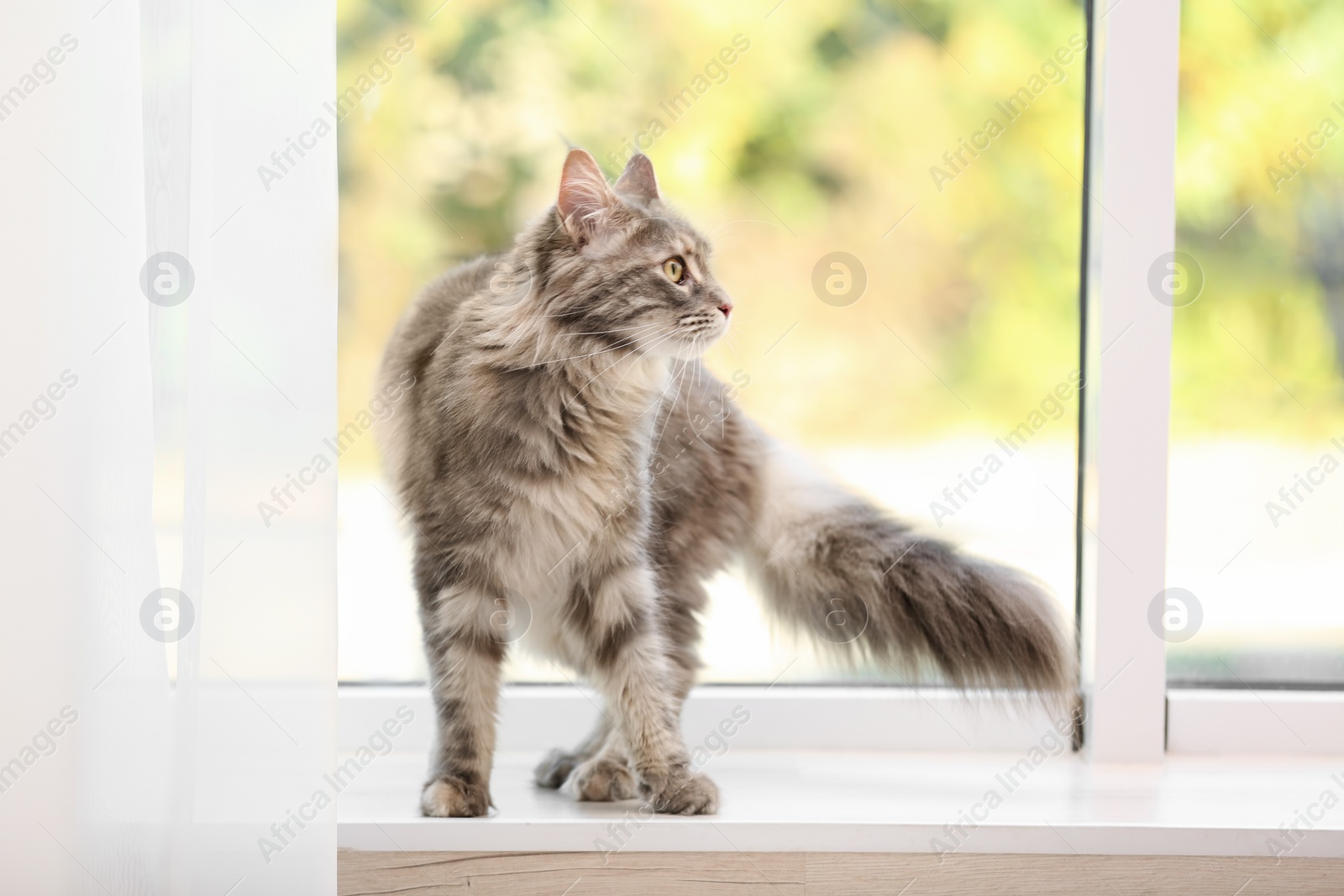 Photo of Adorable Maine Coon cat on window sill at home. Space for text