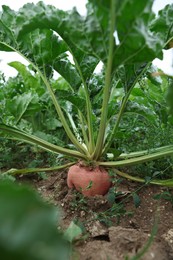Photo of Beautiful beet plants with green leaves growing in field
