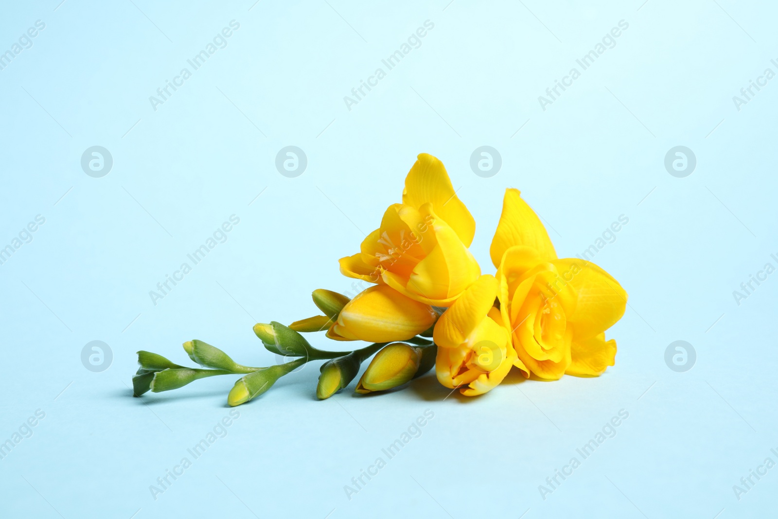 Photo of Beautiful blooming yellow freesias on light blue background