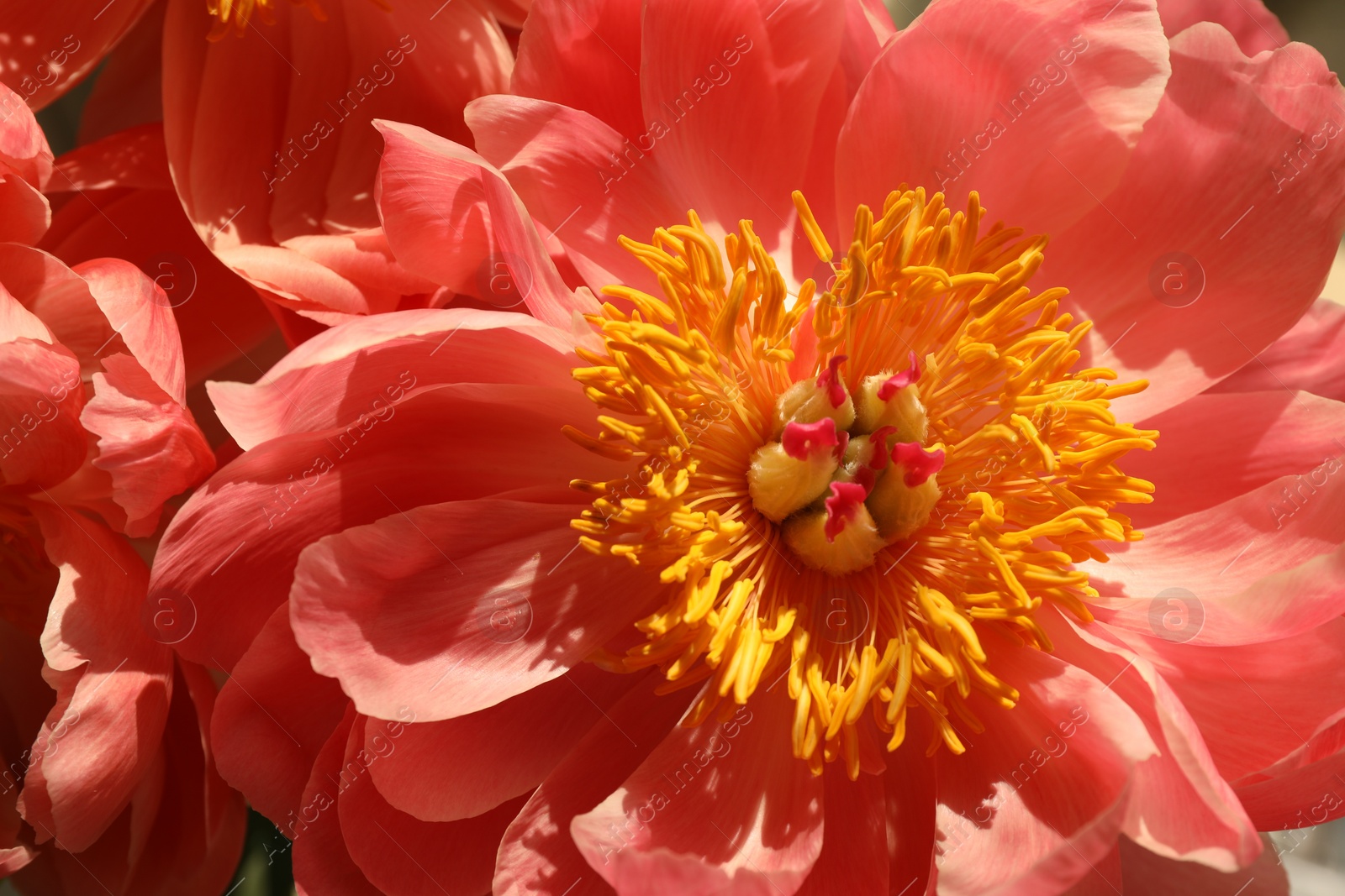 Photo of Closeup view of beautiful pink peony flower