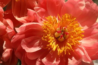 Closeup view of beautiful pink peony flower