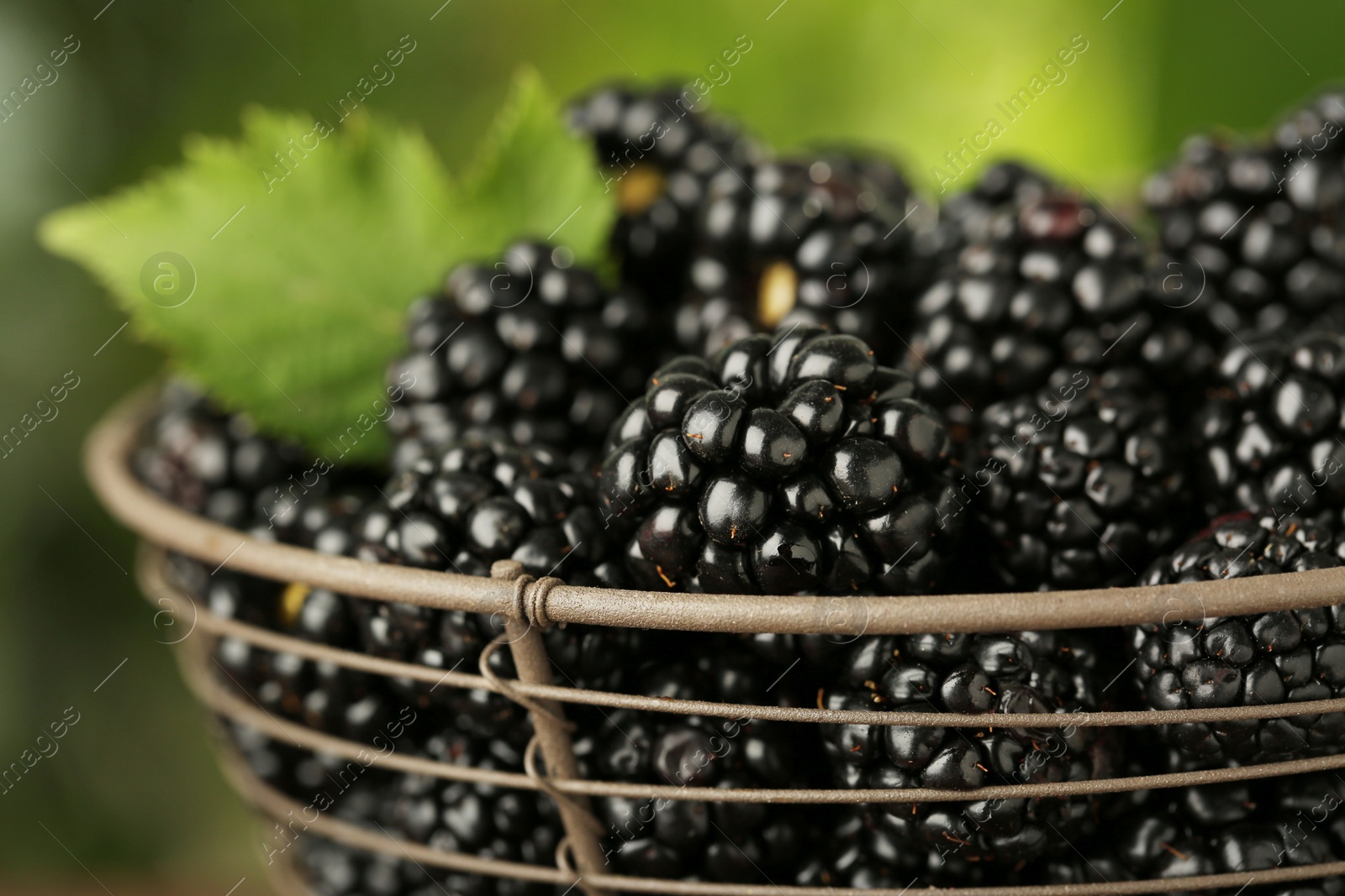 Photo of Basket of fresh ripe black blackberries outdoors, closeup