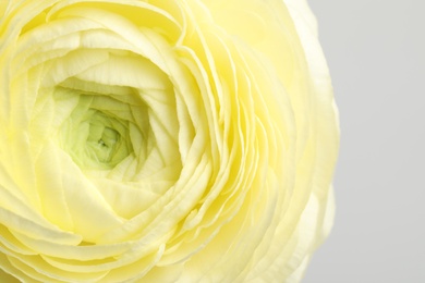 Photo of Closeup view of beautiful delicate ranunculus flower