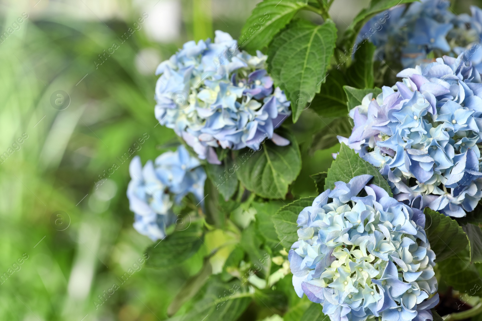 Photo of Hortensia plant with beautiful flowers outdoors, closeup. Space for text