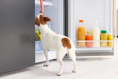 Cute Jack Russell Terrier stealing sausages from refrigerator indoors