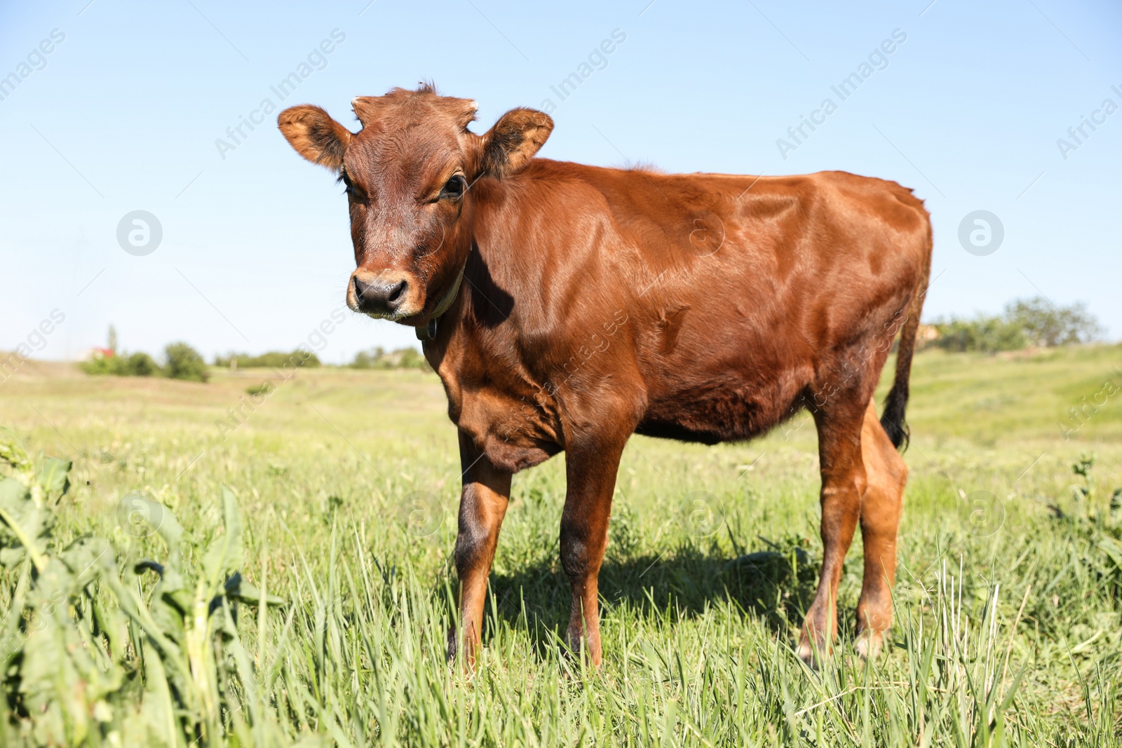 Photo of Cute brown calf on green pasture. Animal husbandry