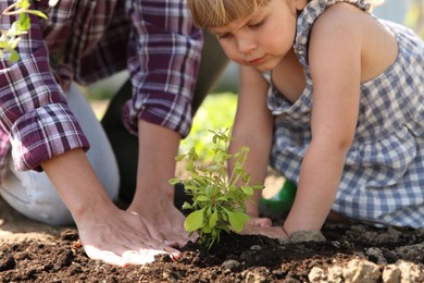 Mother and her cute daughter planting tree together in garden, closeup
