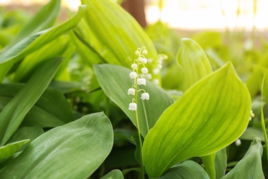 Beautiful fragrant lily of the valley outdoors