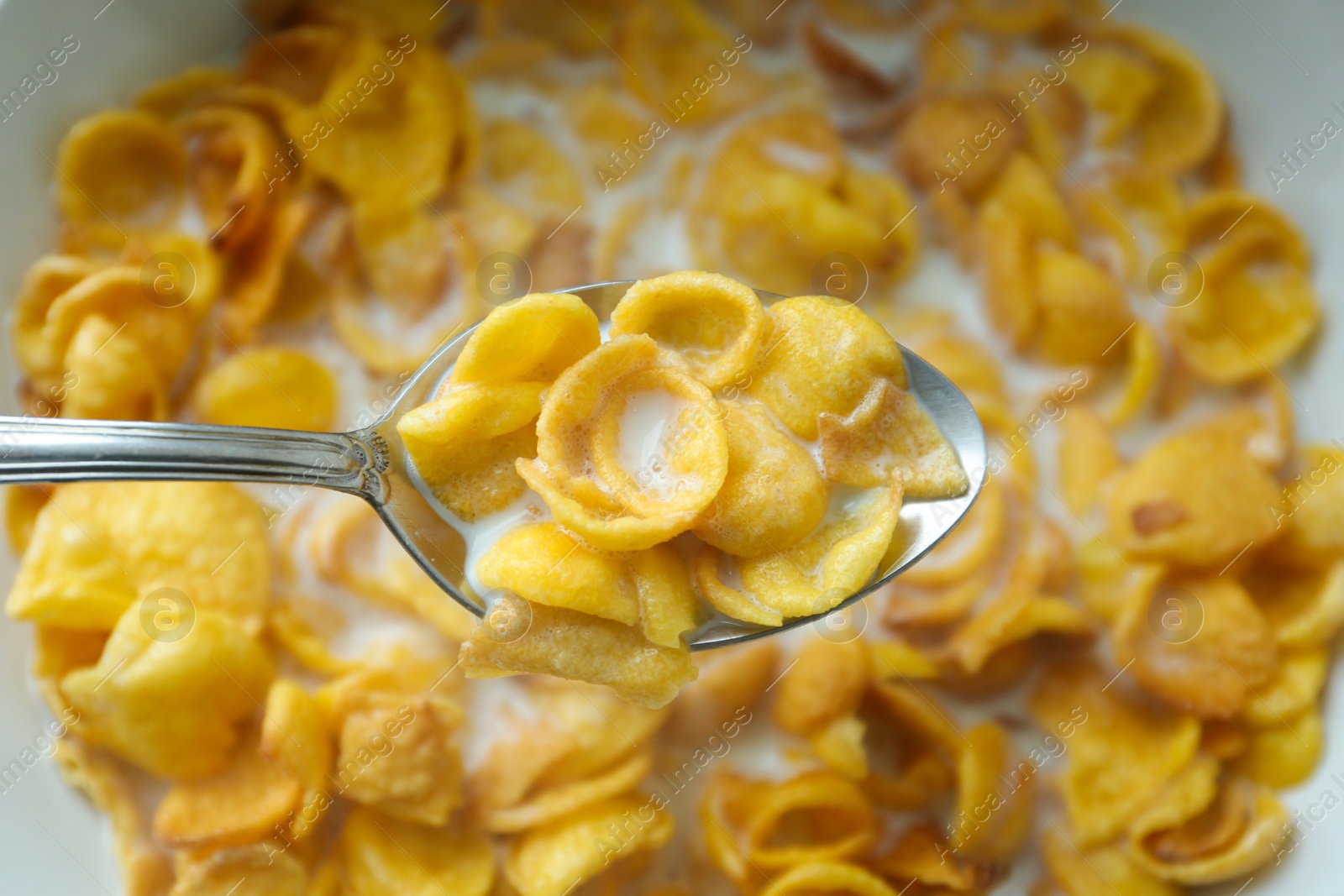 Photo of Spoon of delicious crispy cornflakes with milk above plate, closeup