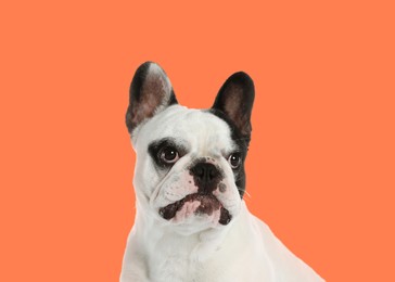 Image of French bulldog on pale orange background. Adorable pet