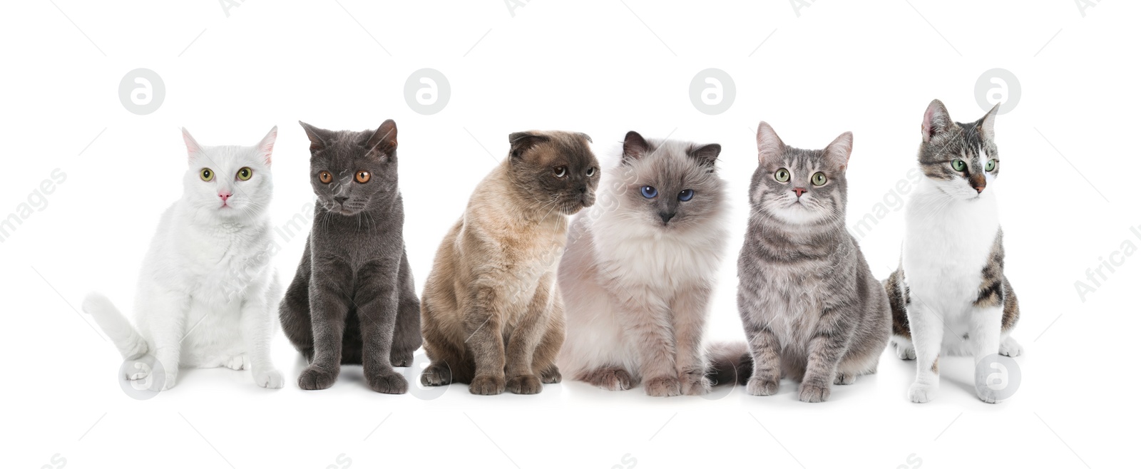 Image of Adorable cats on white background. Banner design