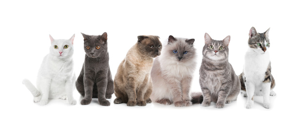 Image of Adorable cats on white background. Banner design