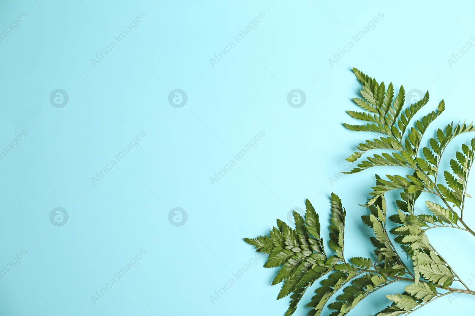 Photo of Beautiful tropical leaves on color background, top view