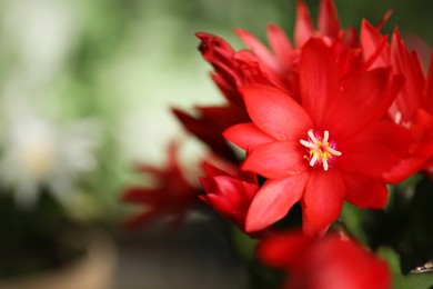 Photo of Beautiful blooming Schlumbergera (Christmas or Thanksgiving cactus) against blurred background, closeup. Space for text