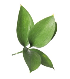 Photo of Ruscus branch with fresh green leaves on white background