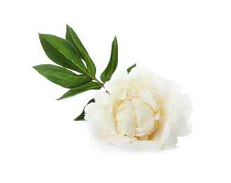 Photo of Beautiful fragrant peony flower isolated on white