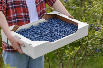 Woman holding box with containers of fresh blueberries outdoors, closeup. Seasonal berries