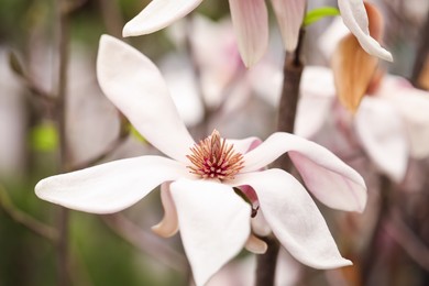 Photo of Beautiful blooming flower of magnolia tree on blurred background, closeup