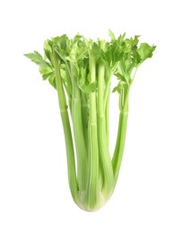 Fresh green celery bunch isolated on white