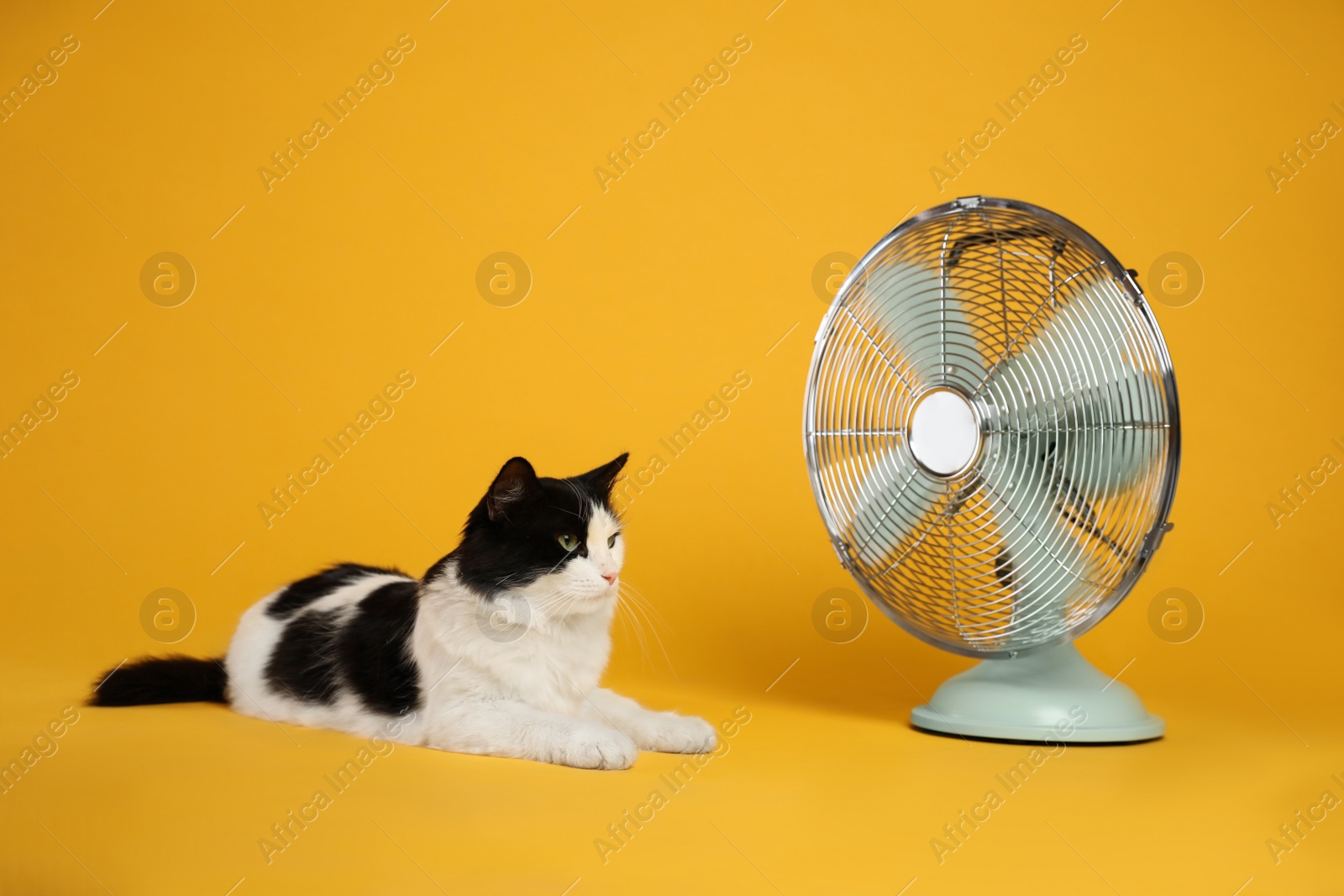 Photo of Cute fluffy cat enjoying air flow from fan on yellow background. Summer heat