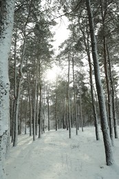 Beautiful view of snowy forest on winter day