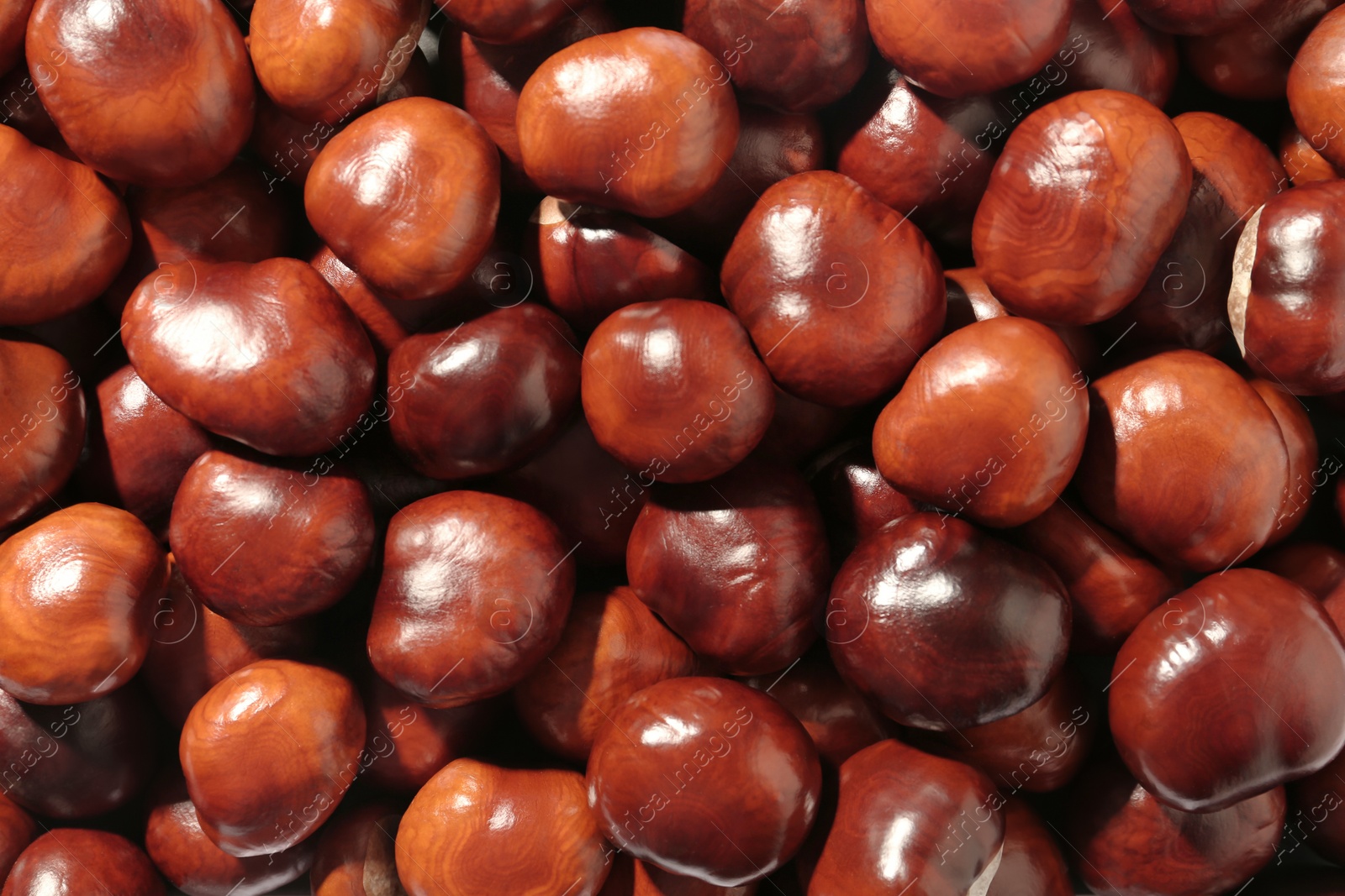 Photo of Pile of horse chestnuts as background, top view