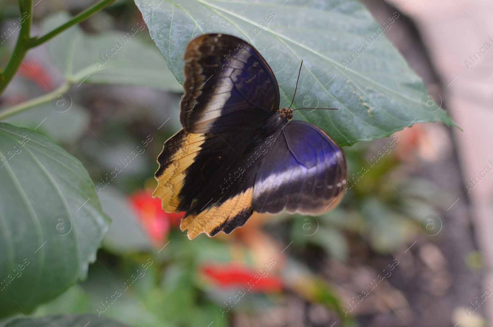 Photo of Beautiful yellow-edged giant owl butterfly on plant outdoors, closeup