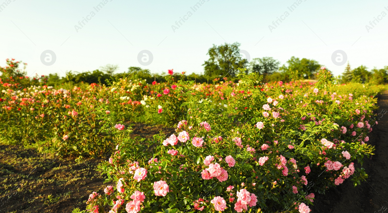 Photo of Bushes with beautiful roses outdoors on sunny day