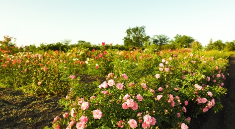 Photo of Bushes with beautiful roses outdoors on sunny day