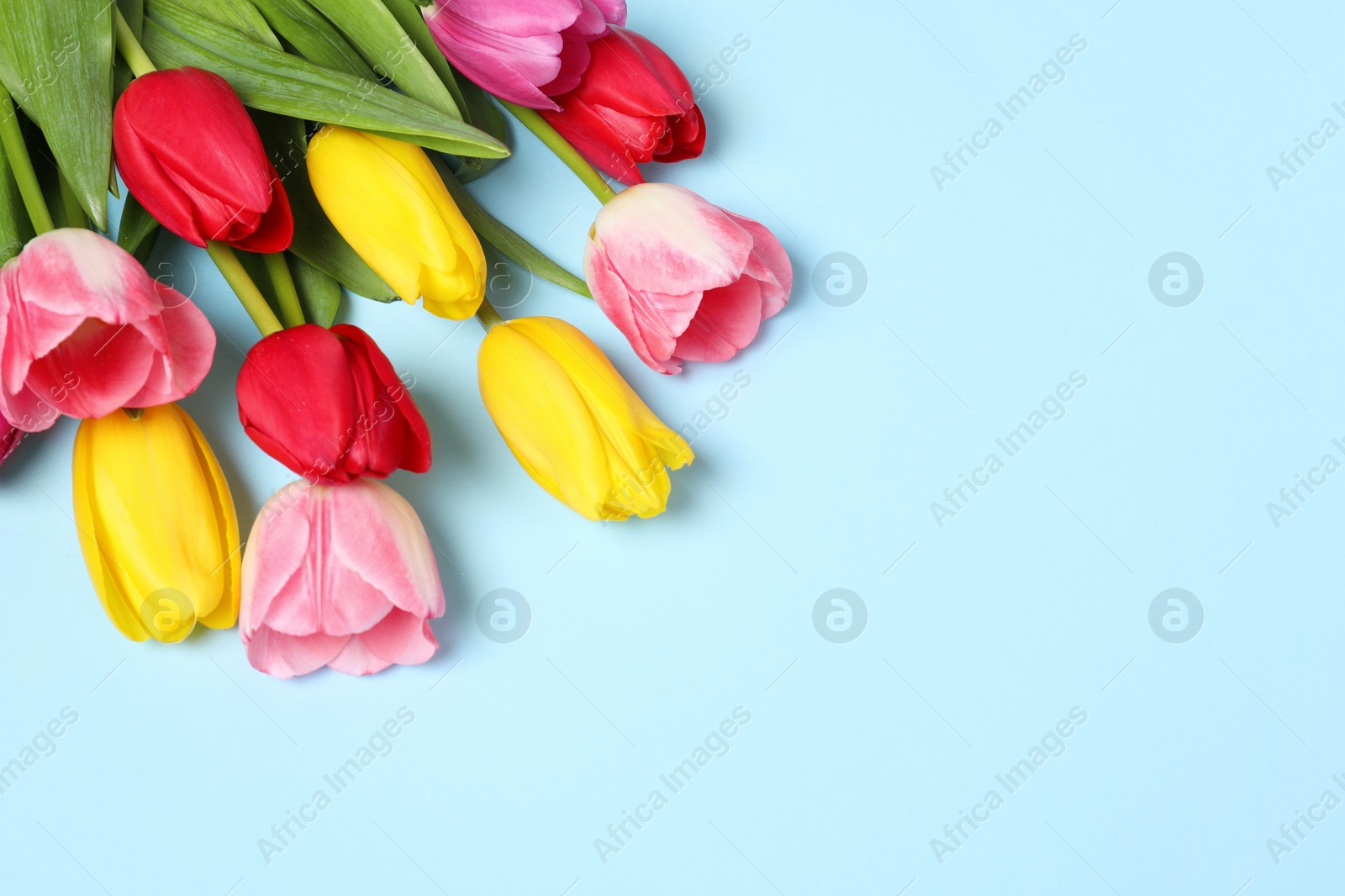 Photo of Beautiful colorful tulips on light blue background, space for text