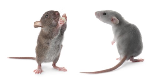 Image of Cute little rats on white background, collage. Banner design