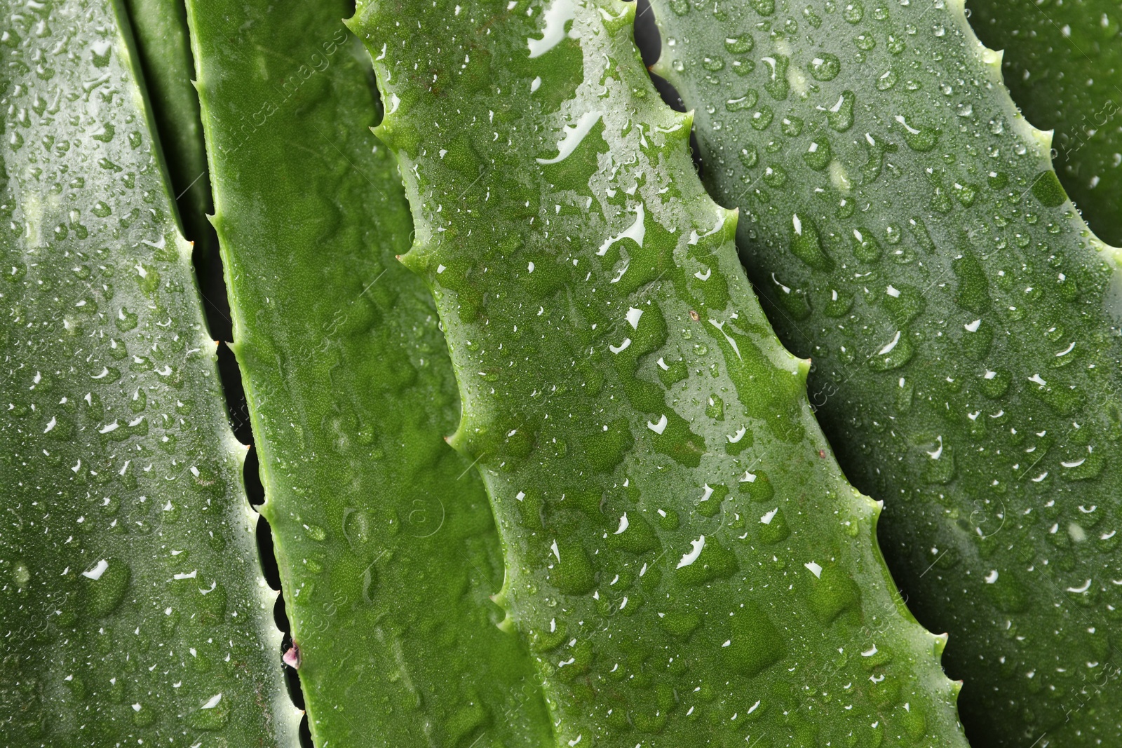 Photo of Fresh aloe vera leaves with water drops as background, top view