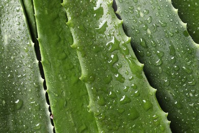 Photo of Fresh aloe vera leaves with water drops as background, top view