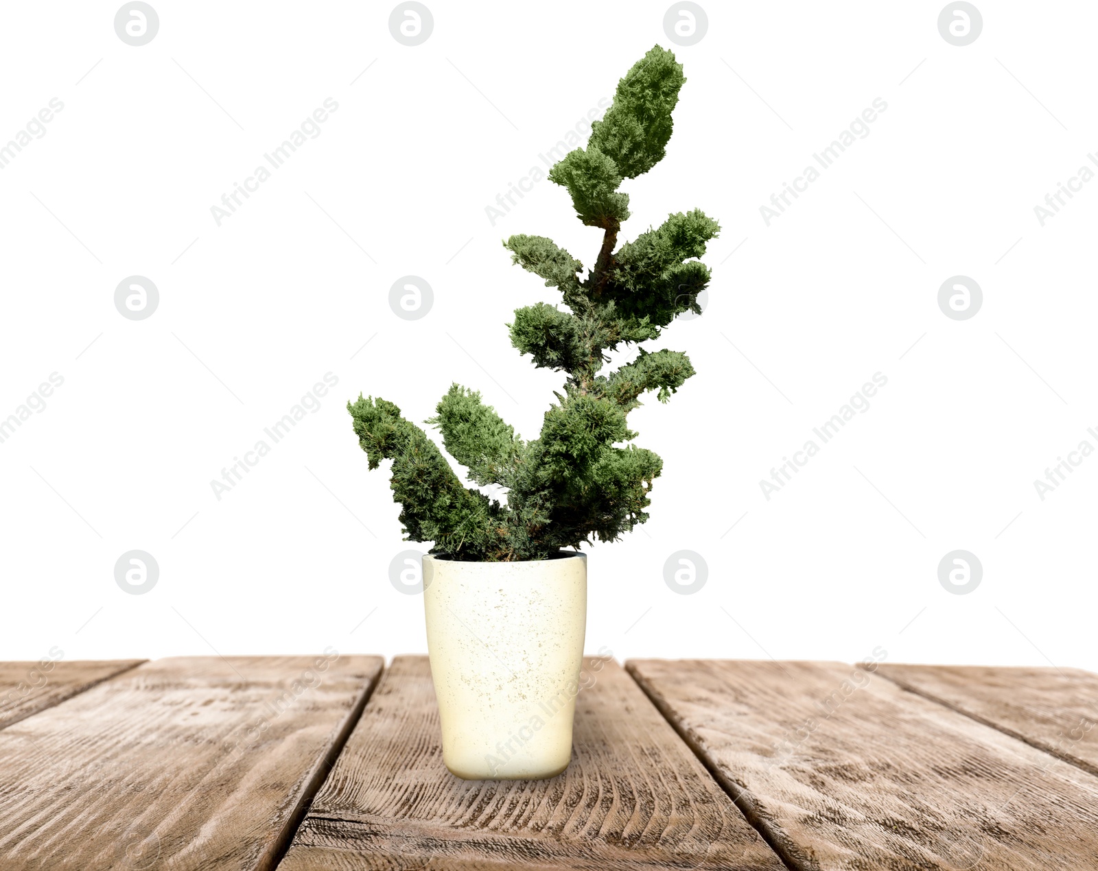 Image of Beautiful bonsai tree in pot on wooden table against white background