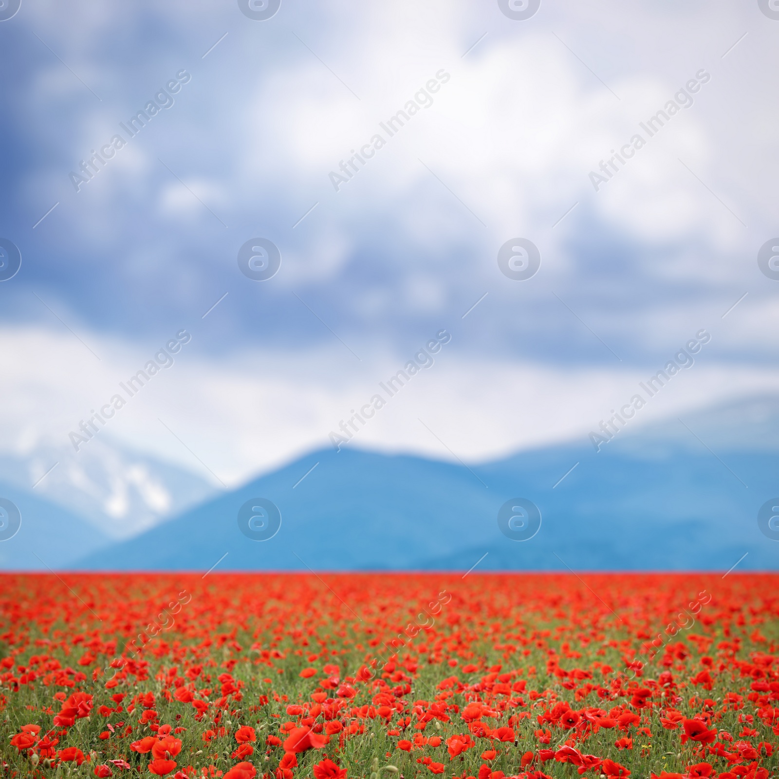 Image of Many blooming poppy flowers on mountain meadow